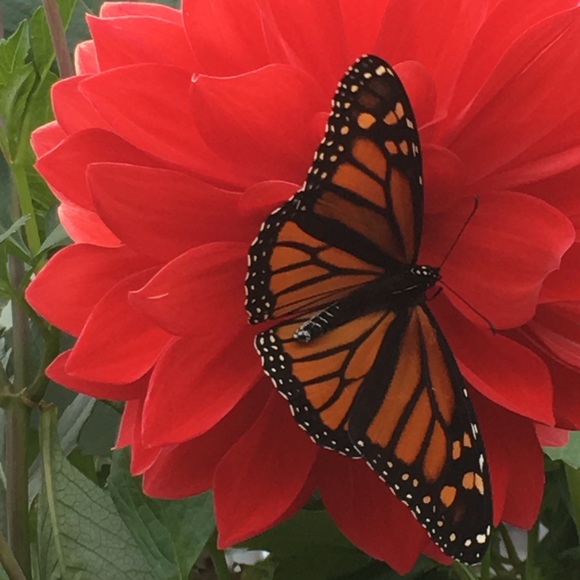 Meet your Posher - Picture 2 of 2